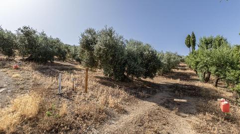 Photo 2 of Land for sale in Polígono Poligono 51 Parcela 44, 51, Montefrío, Granada