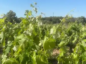 Terreno en venta en L'Arboç