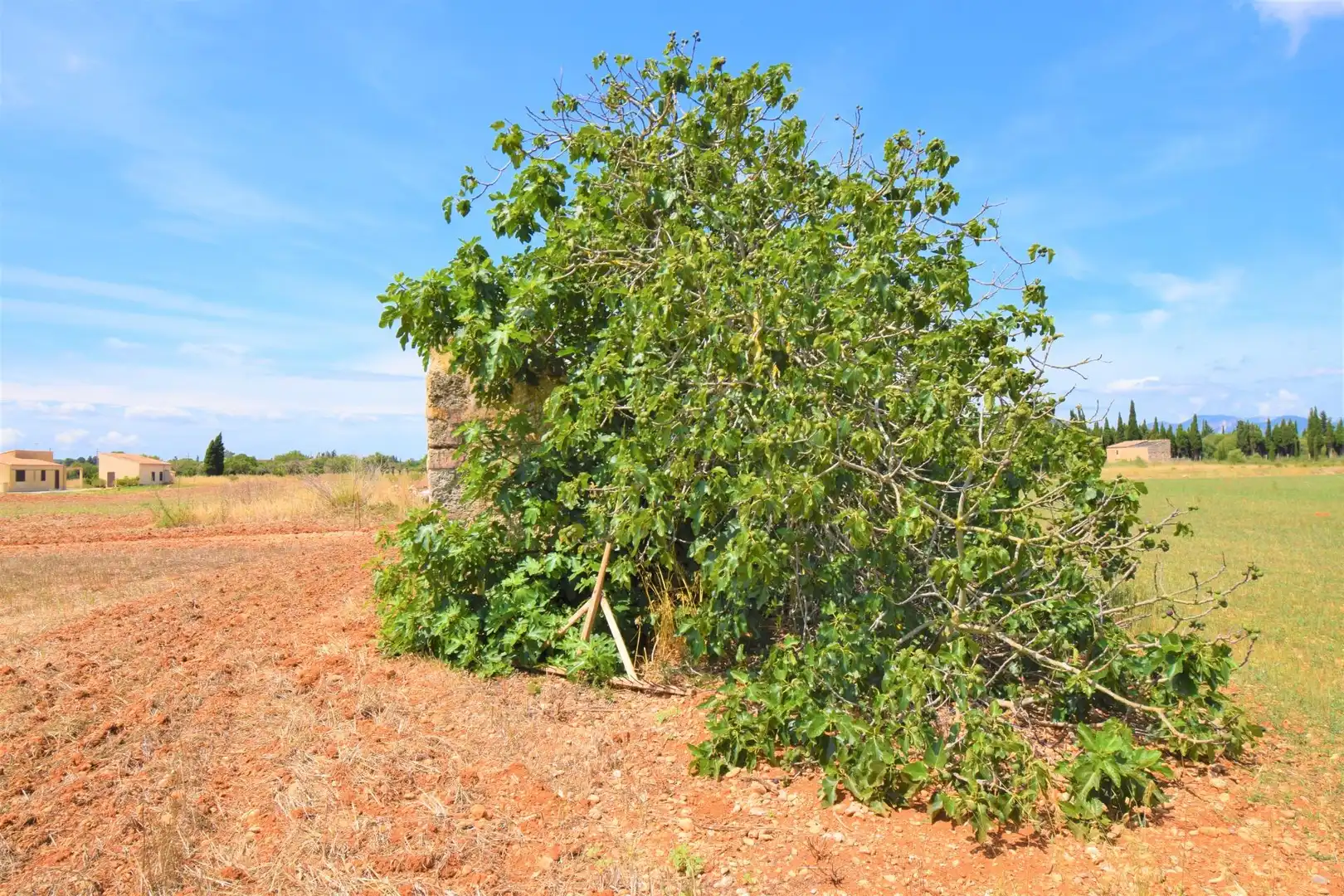 Finca rústica en venda a Llubí