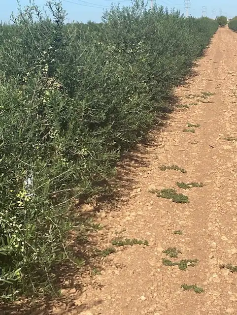 Terreno rustico in vendita a Calle García Pavón, imagen 19