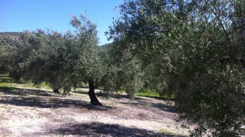 73 FANEGAS DE 1 PIE, immagine 3