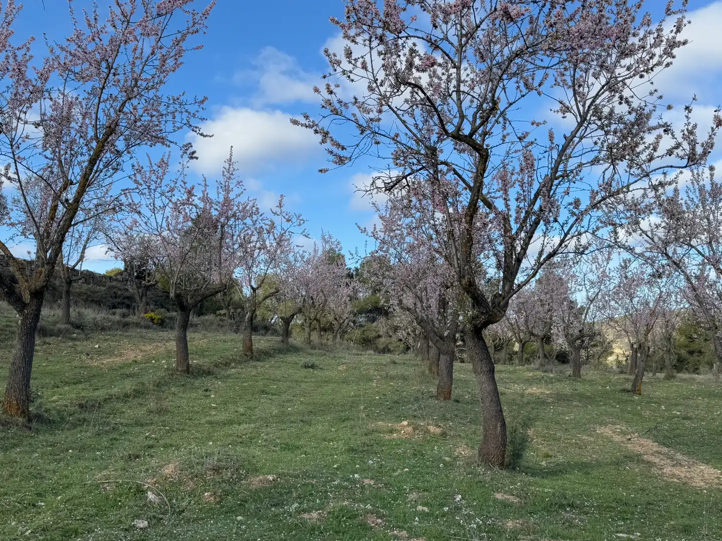 Terreni e lotti in vendita a Valderrobres, imagen 15