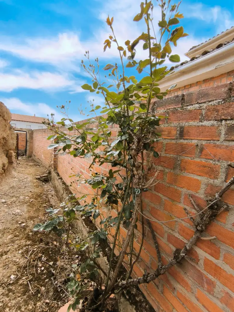 Jardí de Casa o xalet en venda en Pedraza de Campos amb Calefacció, Jardí privat i Traster