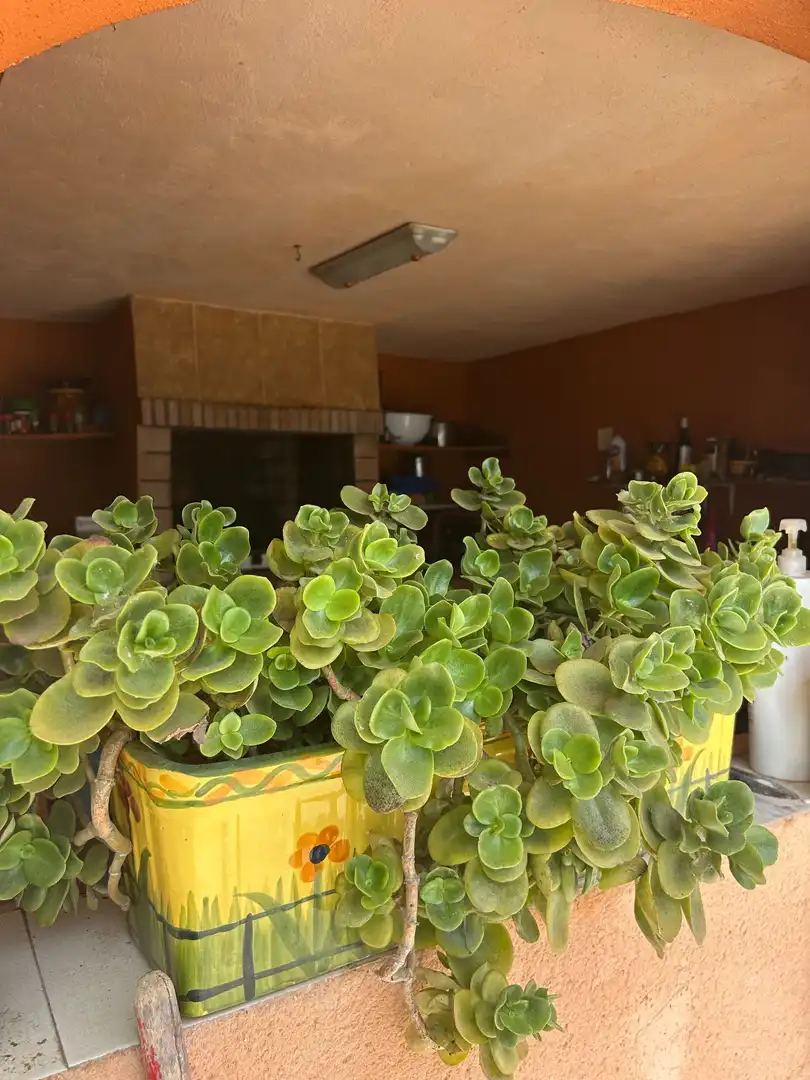Jardí de Casa o xalet en venda en San Vicente del Raspeig / Sant Vicent del Raspeig amb Aire condicionat, Calefacció i Jardí privat