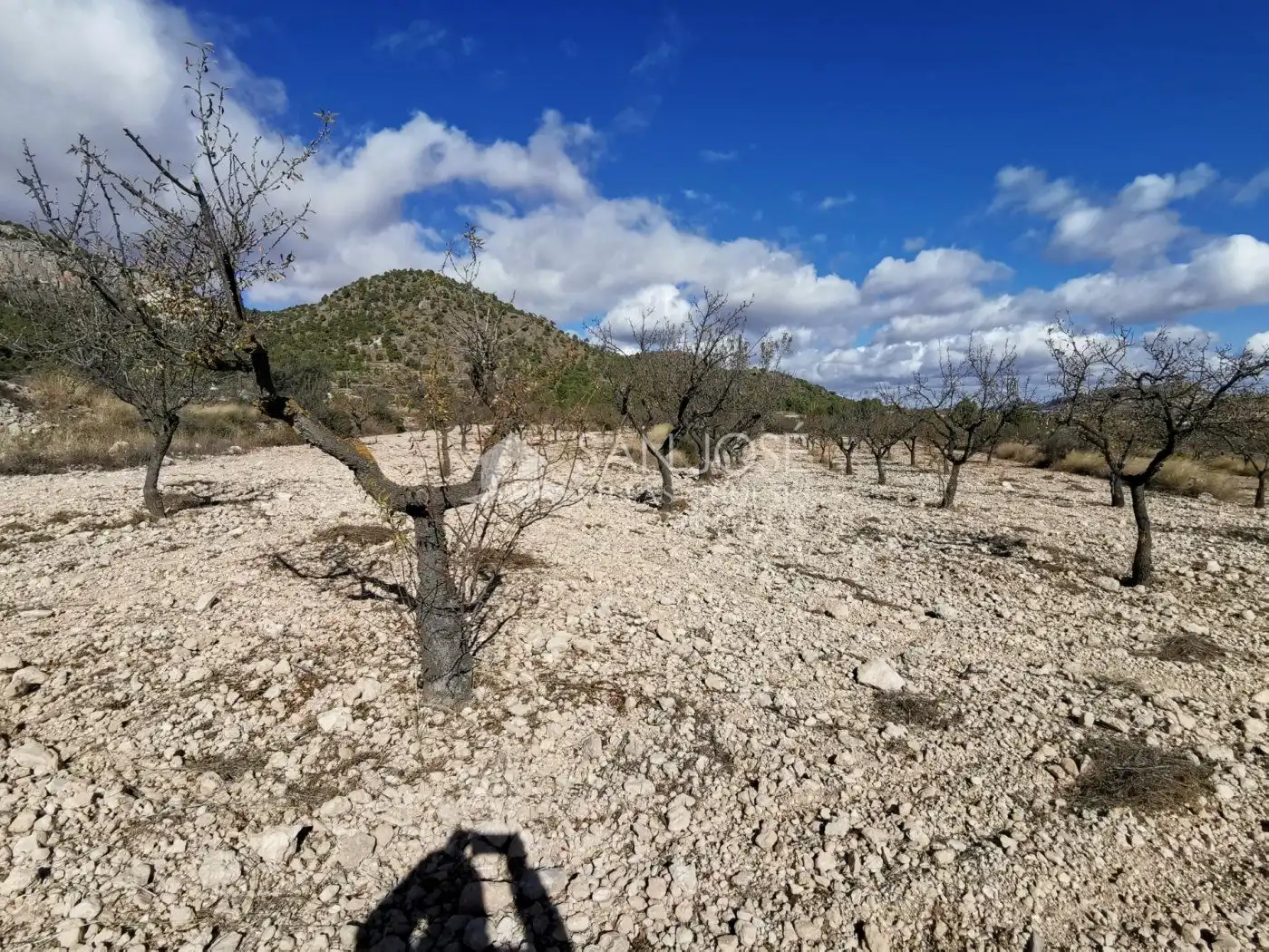 TERRENOS EN MONOVAR ZONA CAVA FRIA CERCA DE ROMANETA, imatge 5
