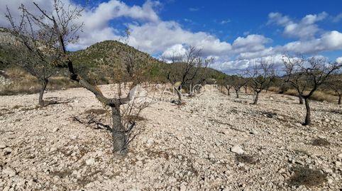 TERRENOS EN MONOVAR ZONA CAVA FRIA CERCA DE ROMANETA, imatge 5