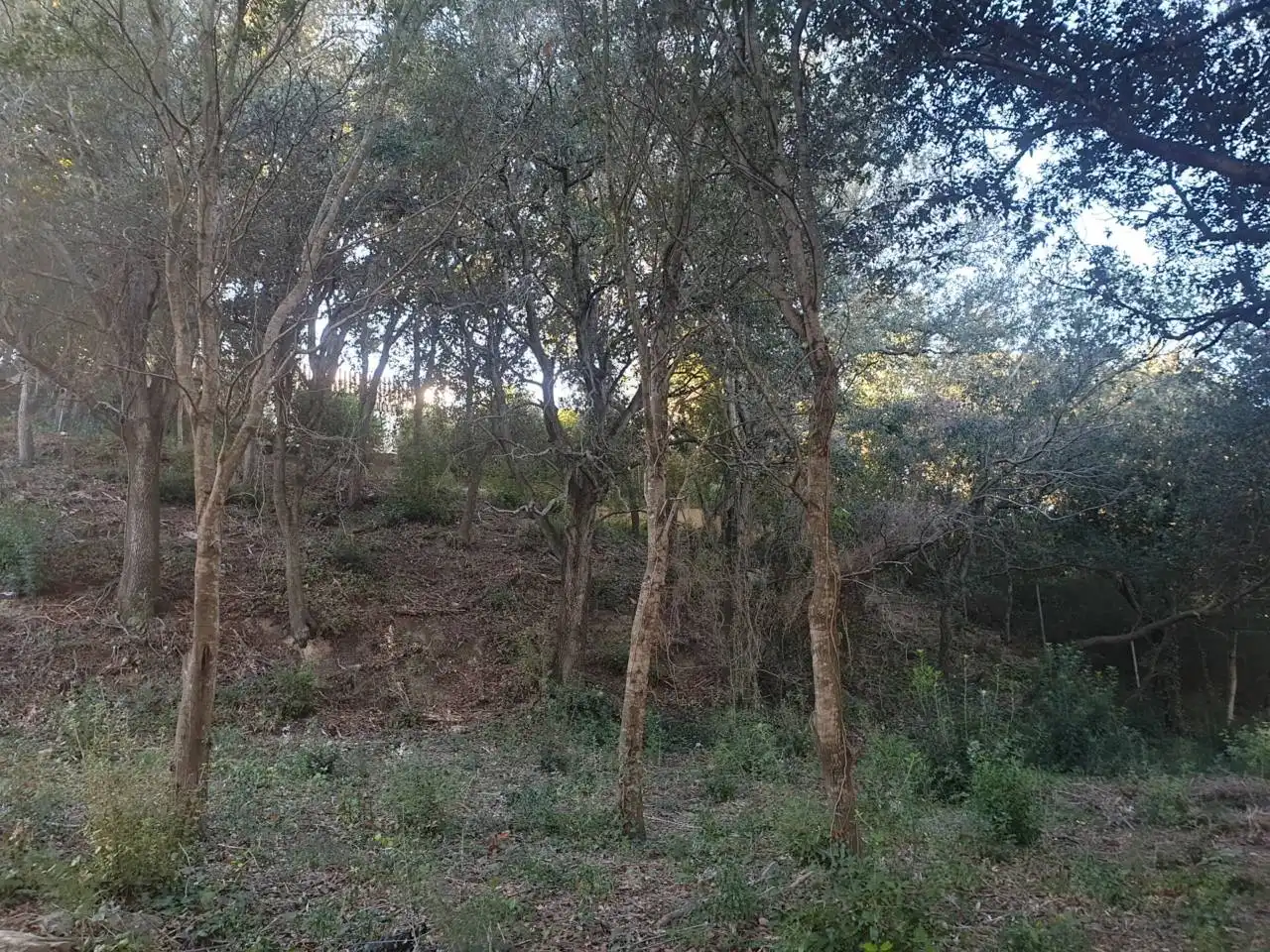 Rural land for sale in Mercuri 5, imagen 9