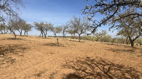 Finca de almendros en padul - zona de cerro hacho, immagine 5