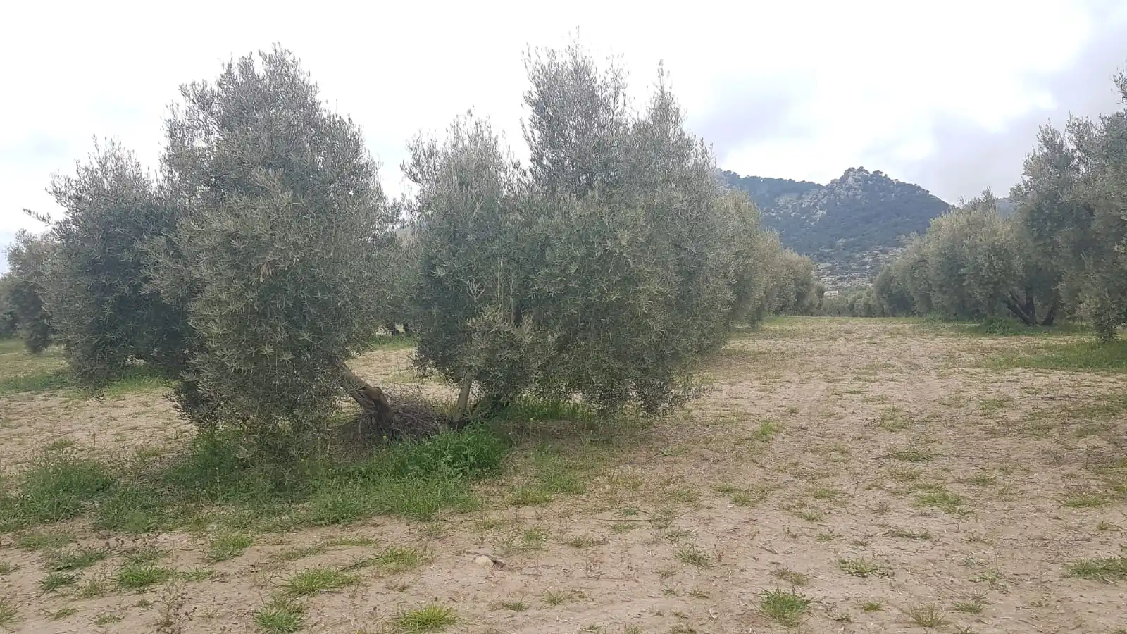Terreni e lotti in vendita a Pozo Alcón, imagen 3