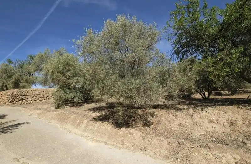 Terreno rustico in vendita a Travesia Jose Mariano Vallejo 4, imagen 16