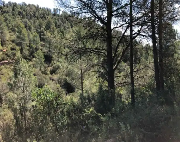 Rural land for sale in Pb Segrasos, imagen 10