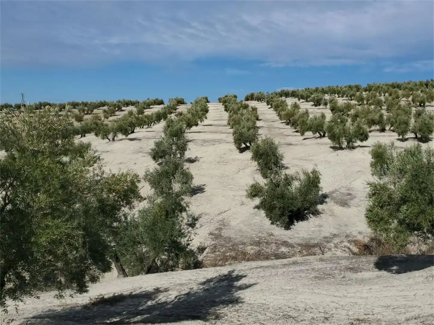 Land for sale in Higuera de Calatrava
