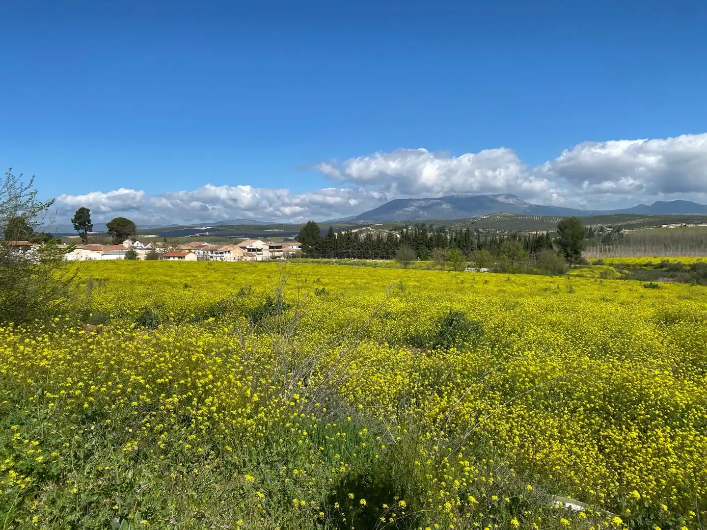 Rustikales Grundstück zum Verkauf in Pinos Puente, imagen 2