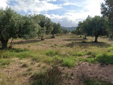 Terreno rustico in vendita a Carril Carriles 83