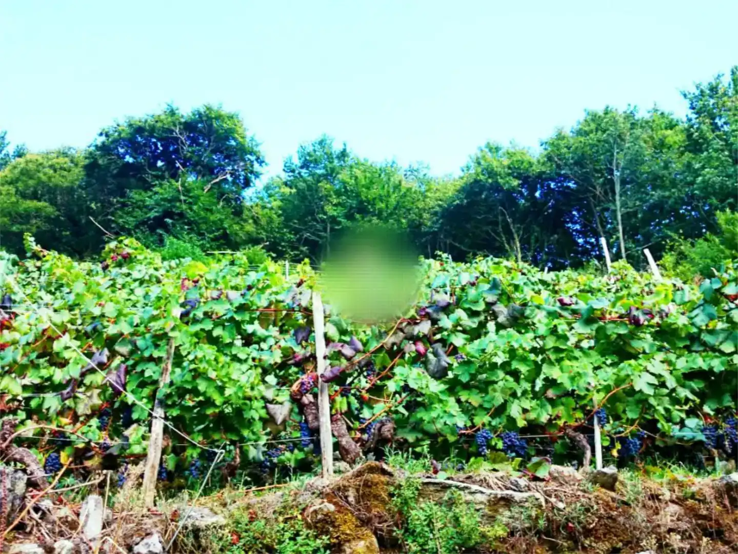 Terreno en venta en O Saviñao 