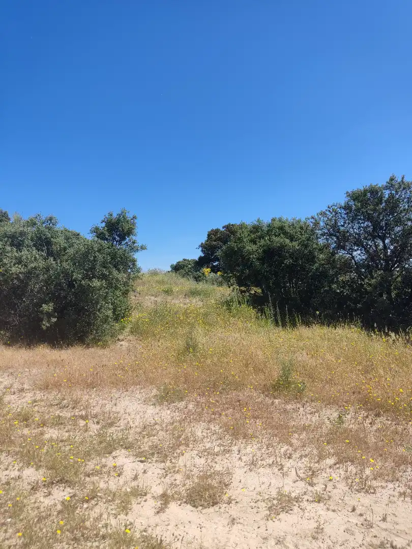 Land for sale in Navalcarnero