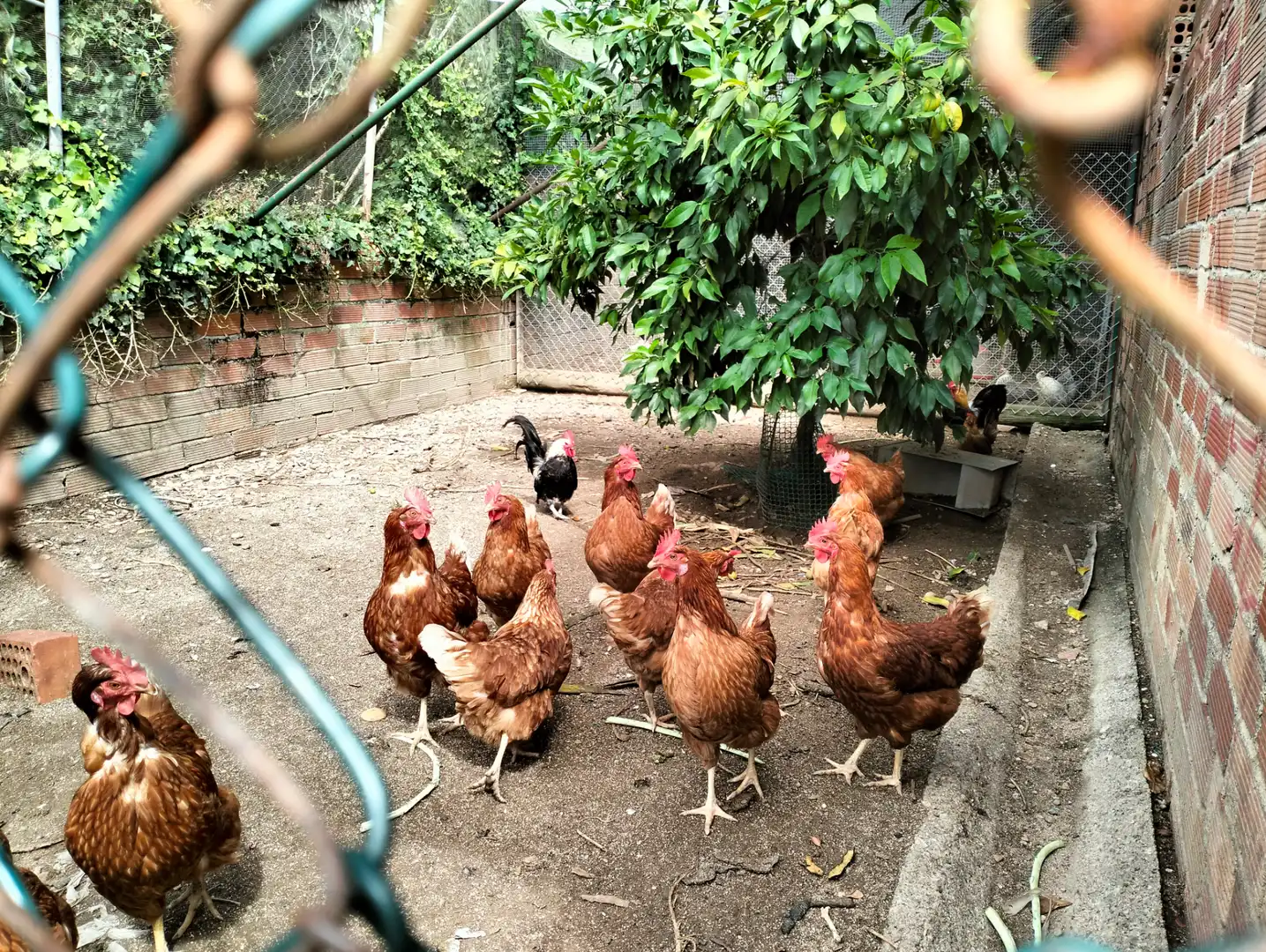 Jardí de Casa o xalet en venda en Cervià de Ter amb Jardí privat, Terrassa i Balcó