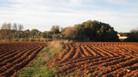 Photo 2 of Country house for sale in Roche, Conil de la Frontera