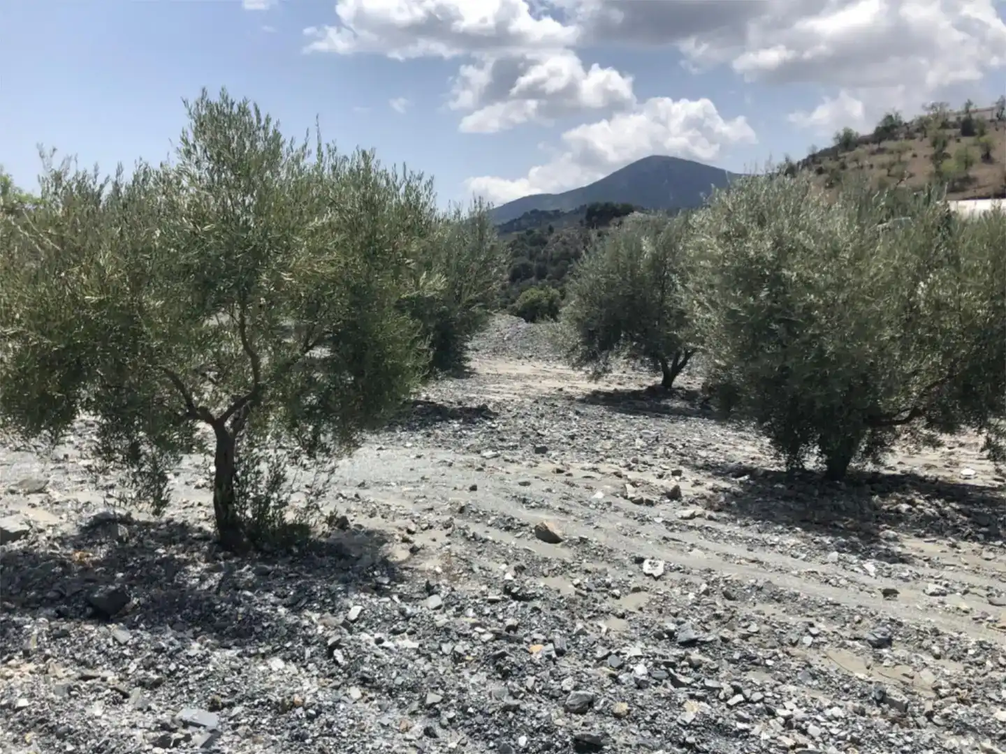 Land for sale in Lorca