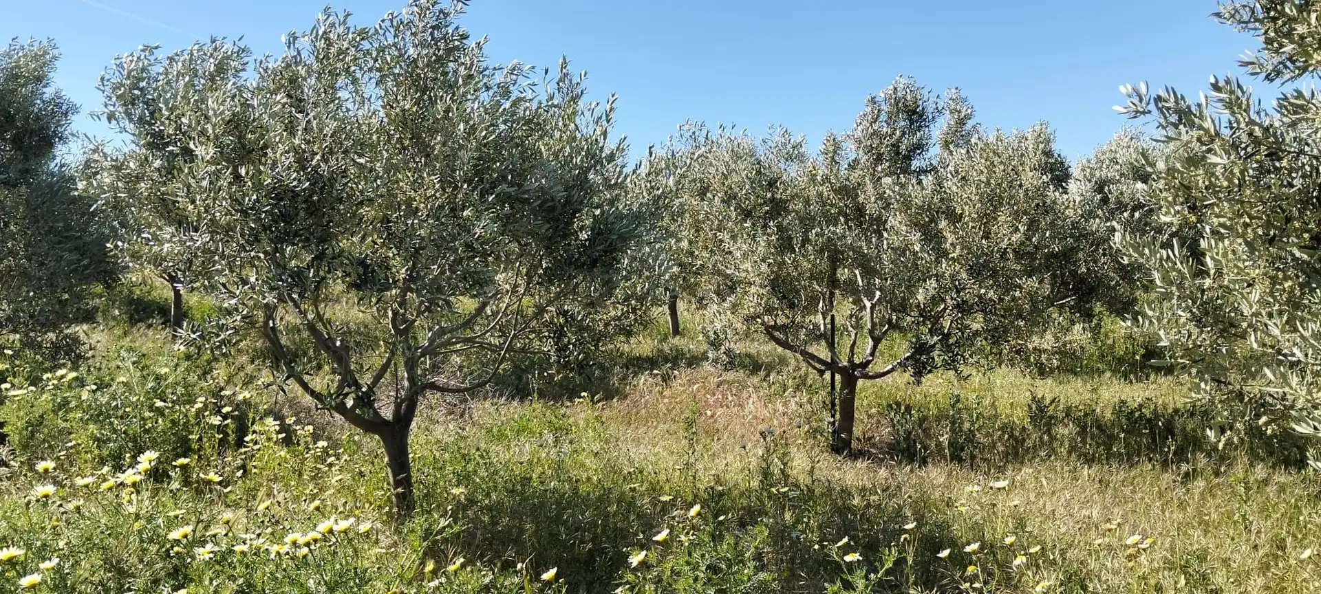 Lands and plots for sale in Lebrija, imagen 3