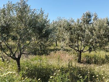 Terreni e lotti in vendita a Lebrija