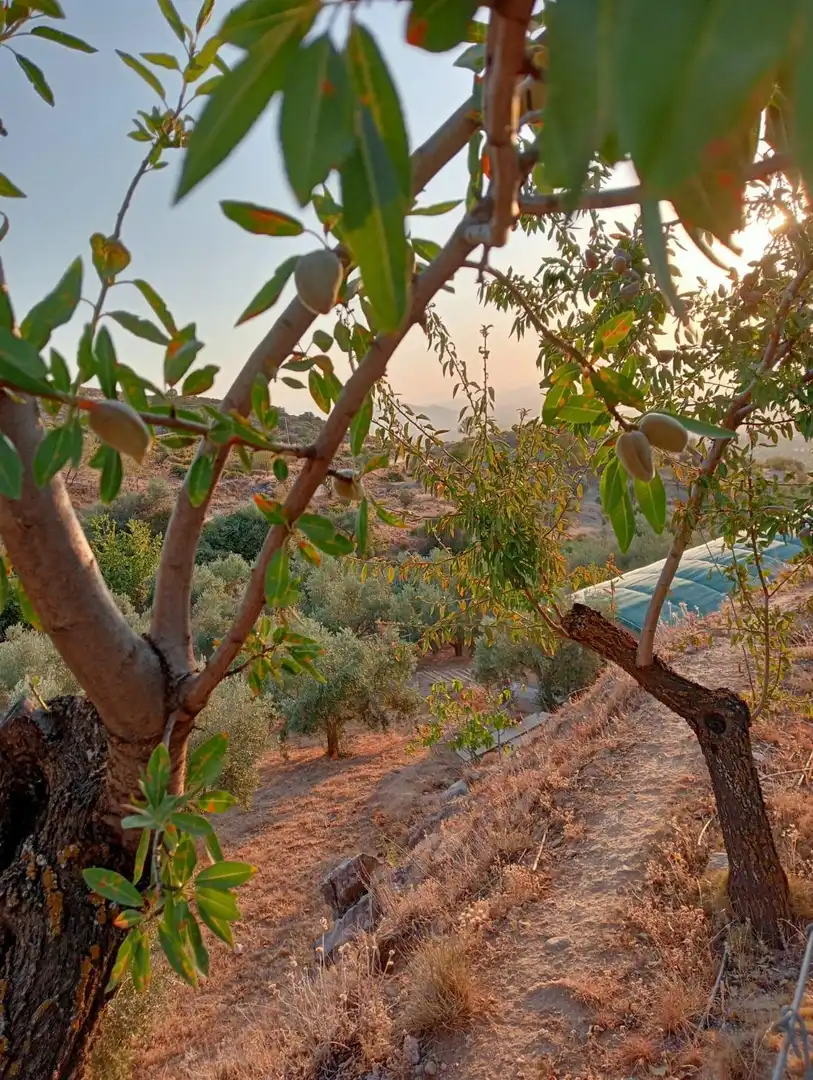 Maison rustique avec jardin à vendre à Cogollos de la Vega, imagen 34