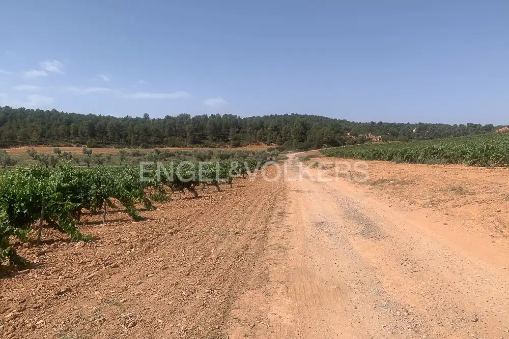 Lands and plots for sale in Requena, imagen 6