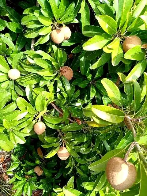 Jardín de Finca rústica en venta en Vallehermoso con Aire acondicionado, Calefacción y Jardín privado