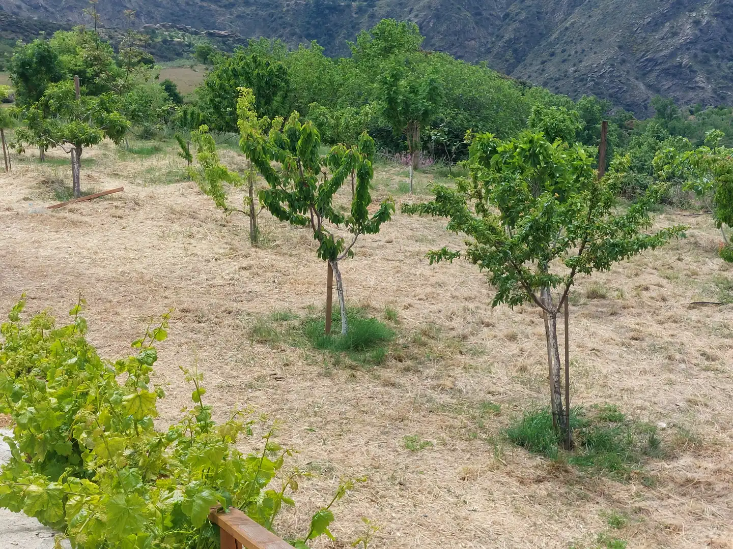 Land for sale in Pórtugos