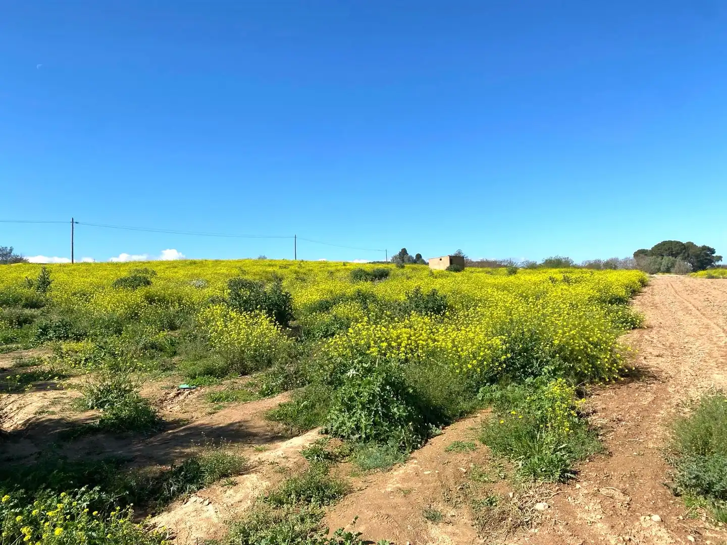 Rustikales Grundstück zum Verkauf in Pinos Puente, imagen 13