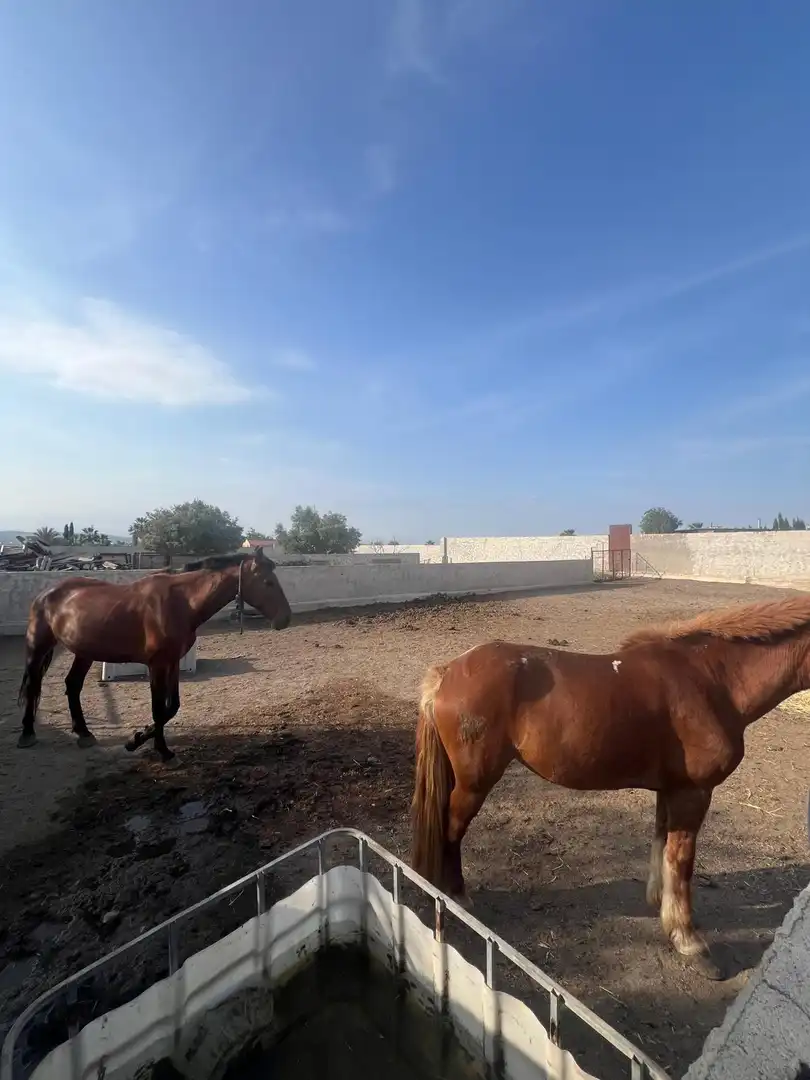Vista exterior de Terreno industrial en venta en Murcia