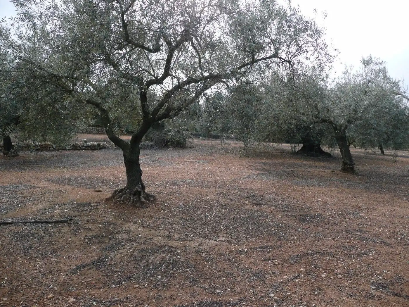 Casa rústica en venta en Ulldecona, imagen 8