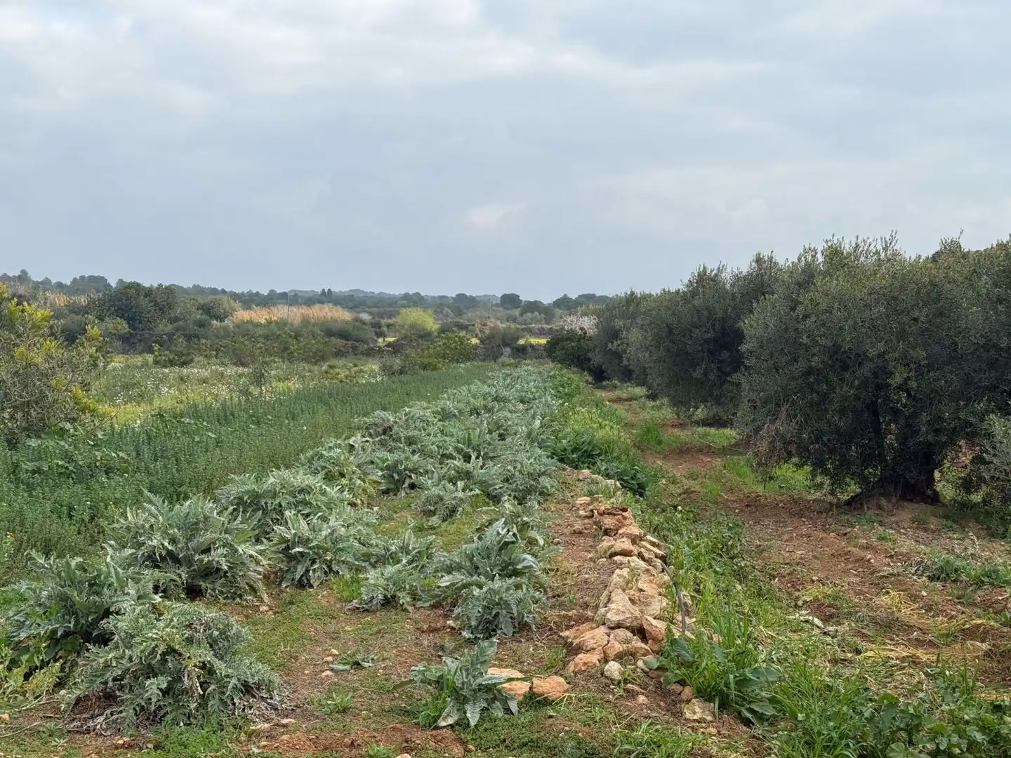Finca rústica en venda a Altafulla
