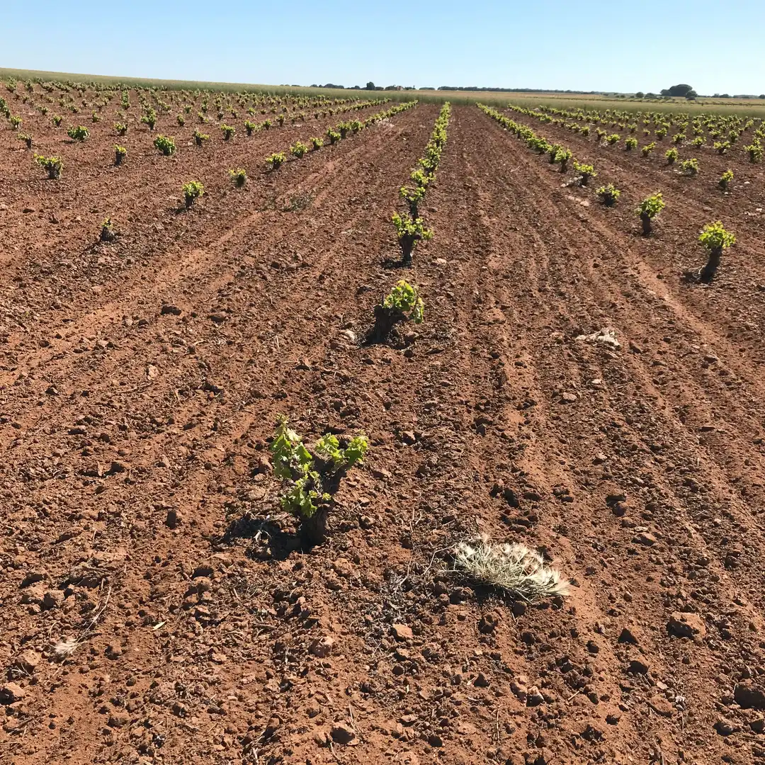 Terrenys i solars en venda a Mota del Cuervo, imagen 25