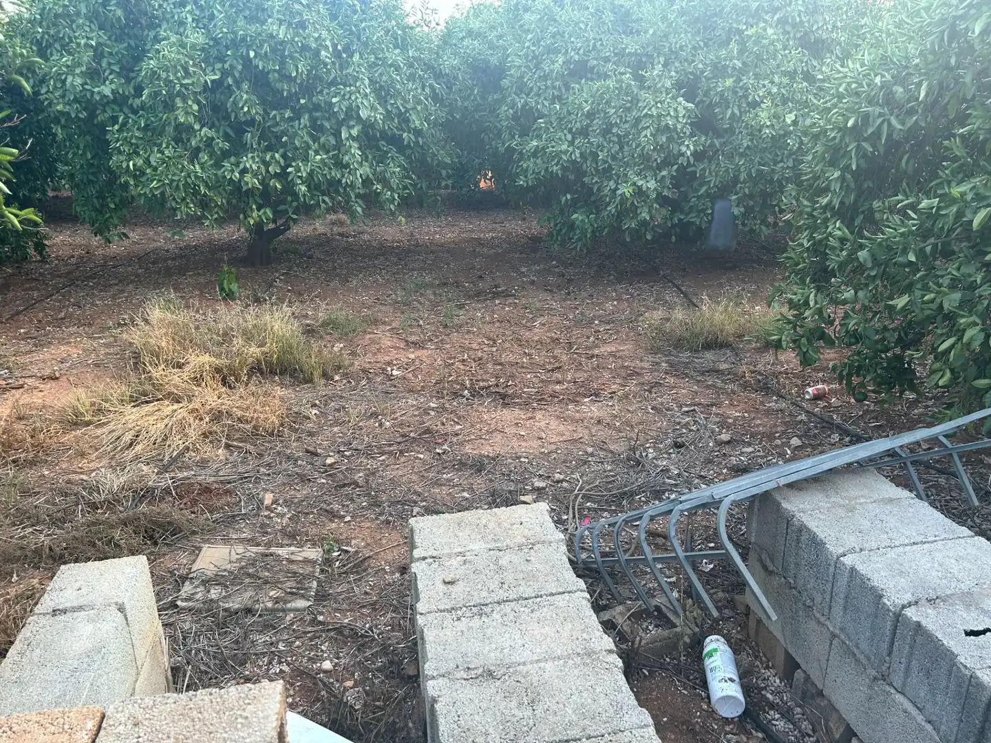 Terreny rústic en venda a Palma de Gandia, imagen 8