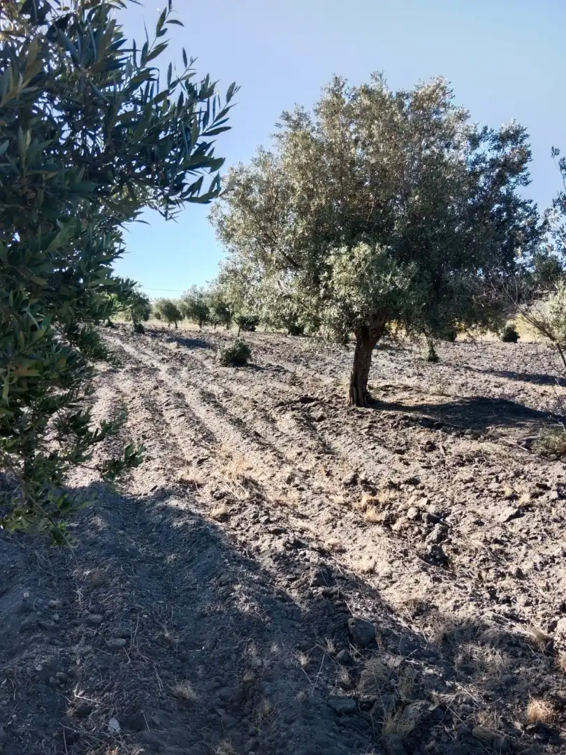 Terreny en venda en Senés