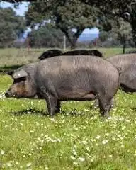 Terrenos y solares en venta en Aracena, imagen 3