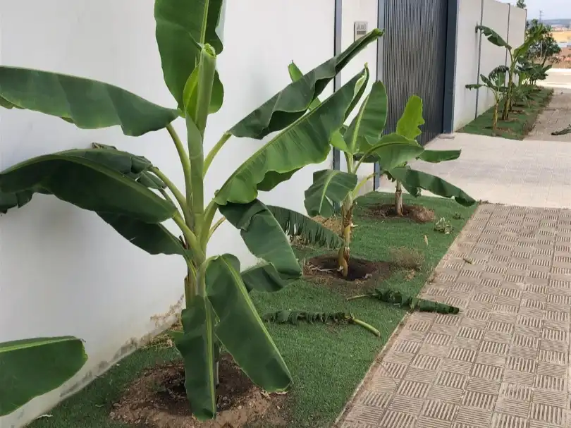 Jardín de Local de alquiler en Salteras