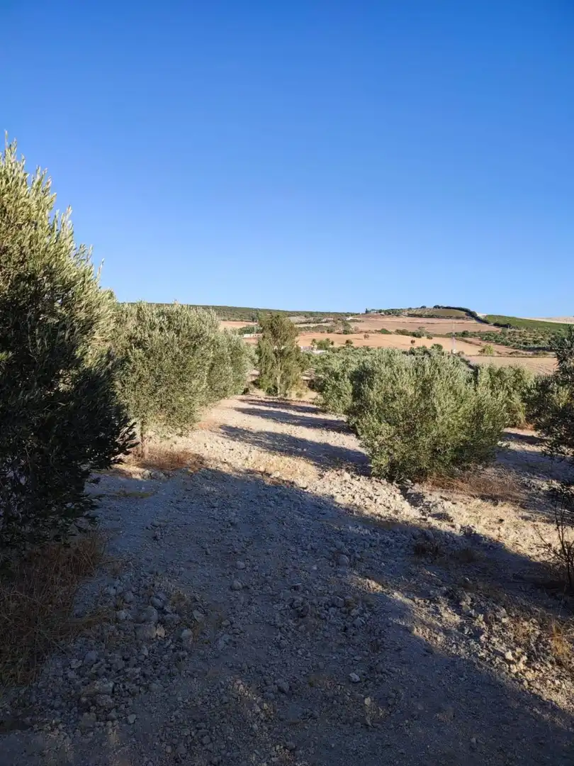 Terreno residencial en venta en Arcos de la Frontera, imagen 30