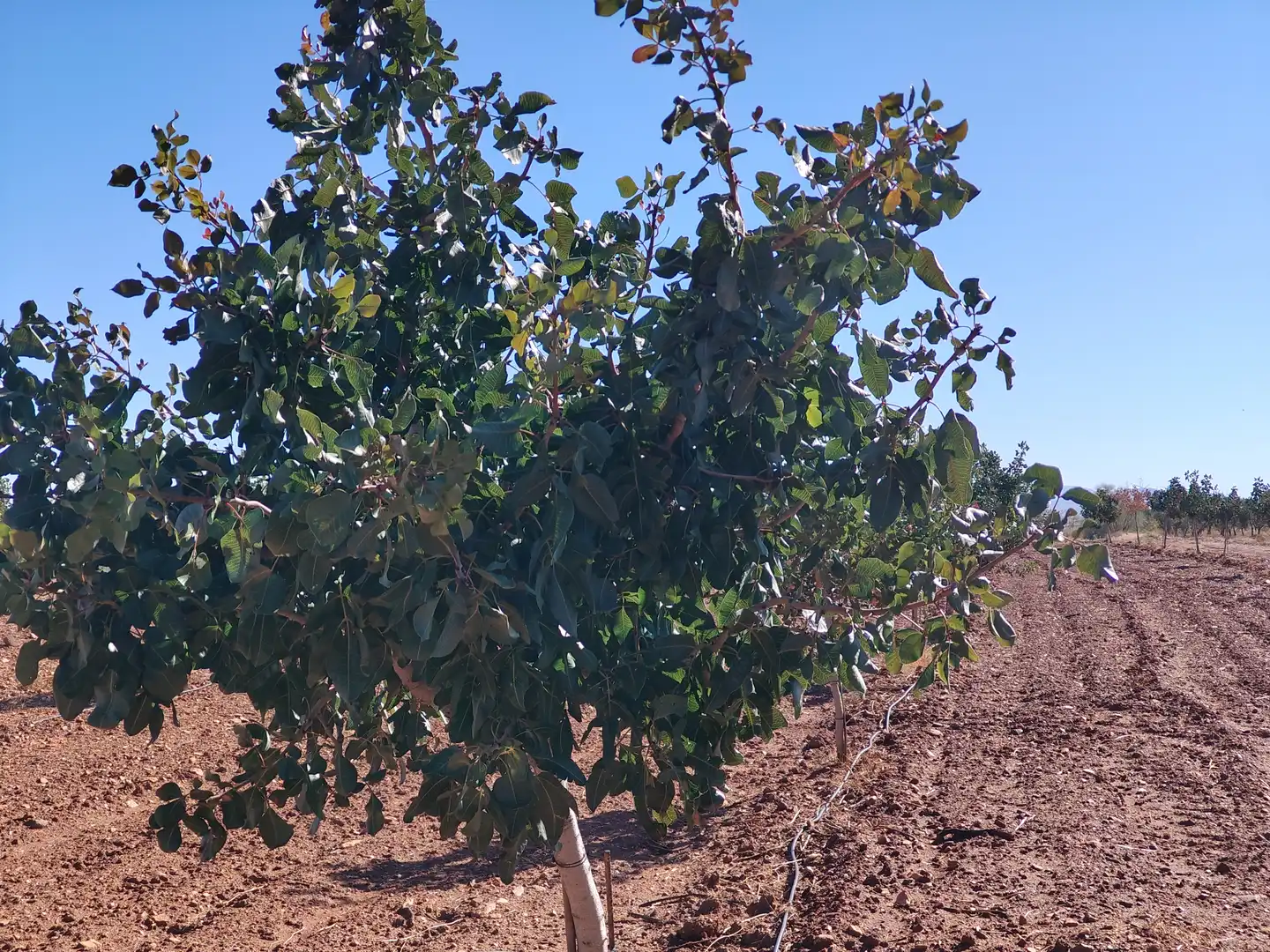 Terreno rustico in vendita a N/A, imagen 4