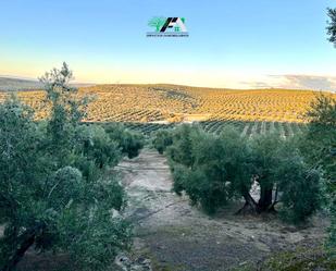 Land for sale in Ibros