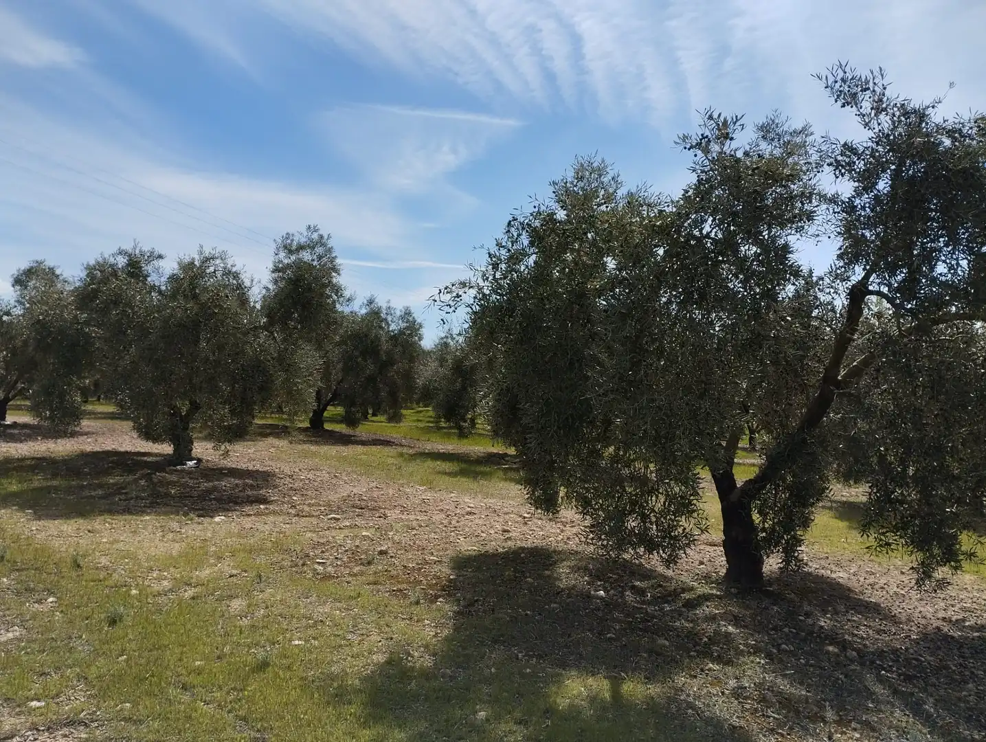 Terreno rustico in vendita a Calle los Yesares, imagen 10