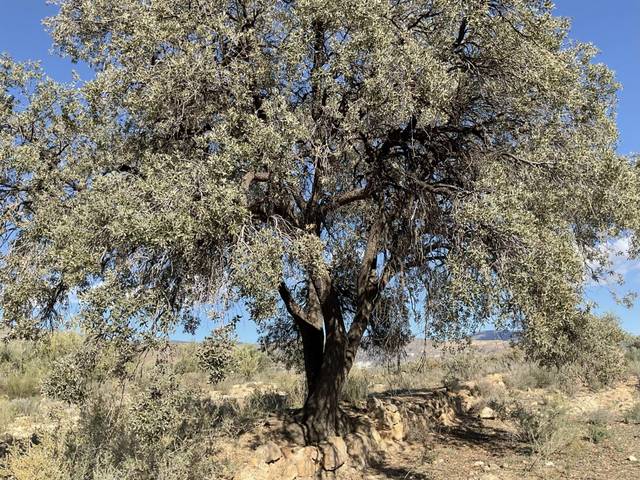 Terreno en Venta en Polígono 1 en Padules