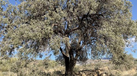 Exclusiva Finca Rústica en Padules Almería