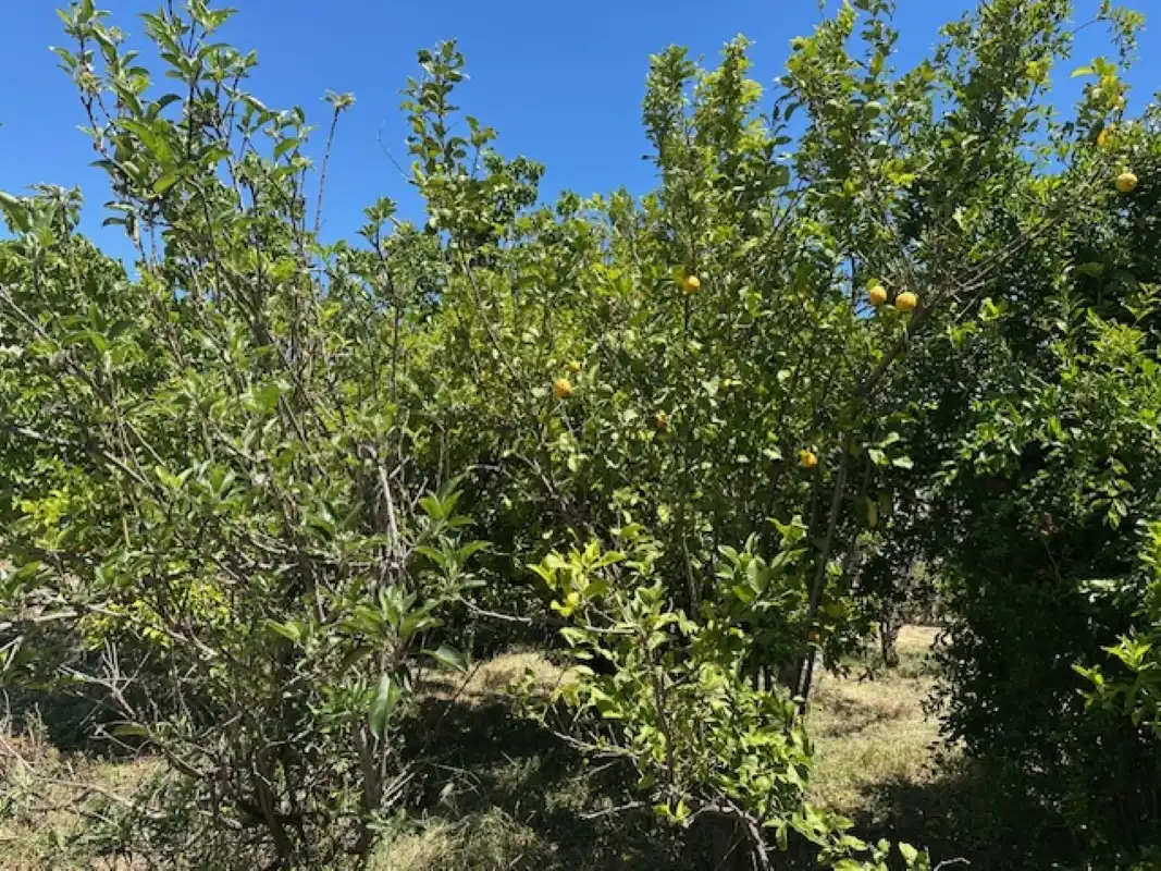 Terreno en venta en La Font d'en Carròs