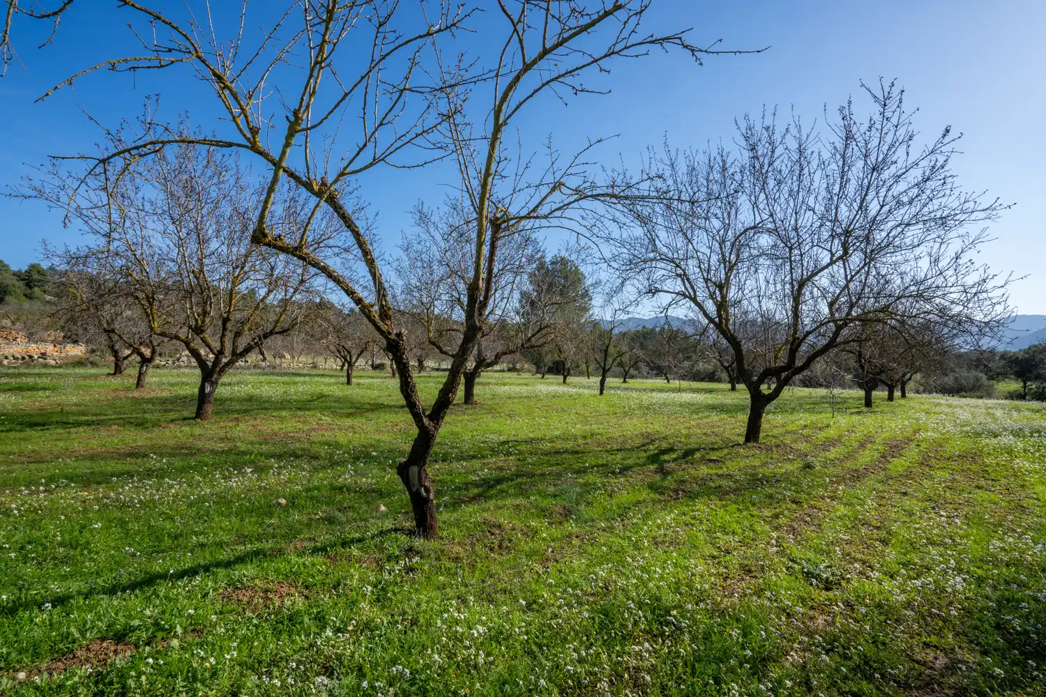 Rural land for sale in Horta de Sant Joan, imagen 3