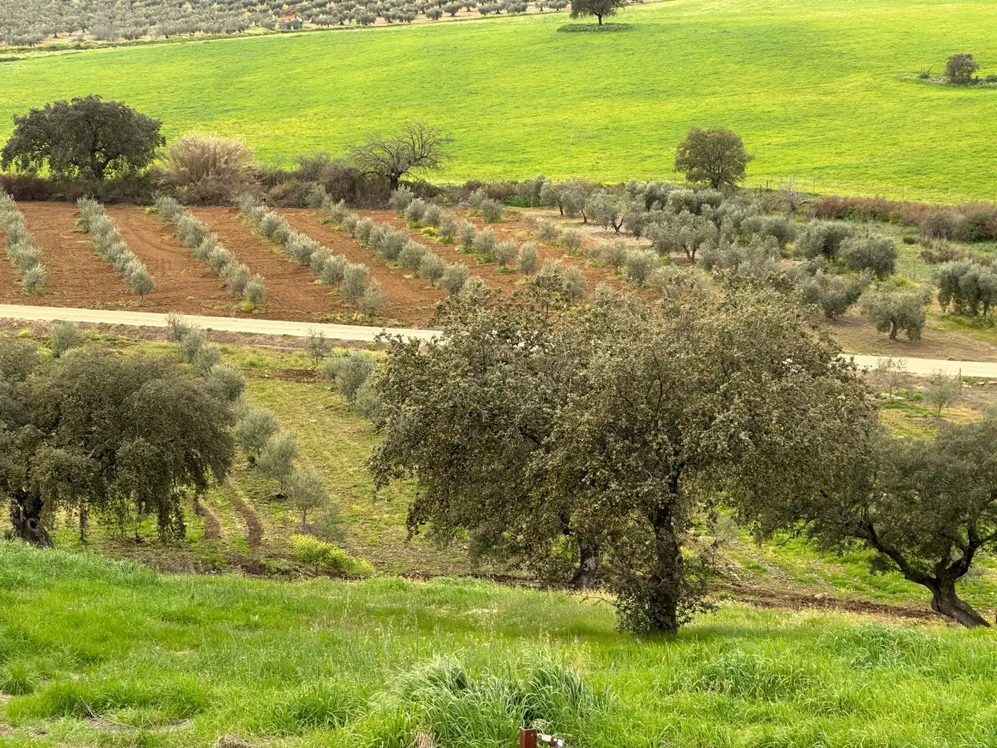 Finca rústica en venta en Oliva de Mérida