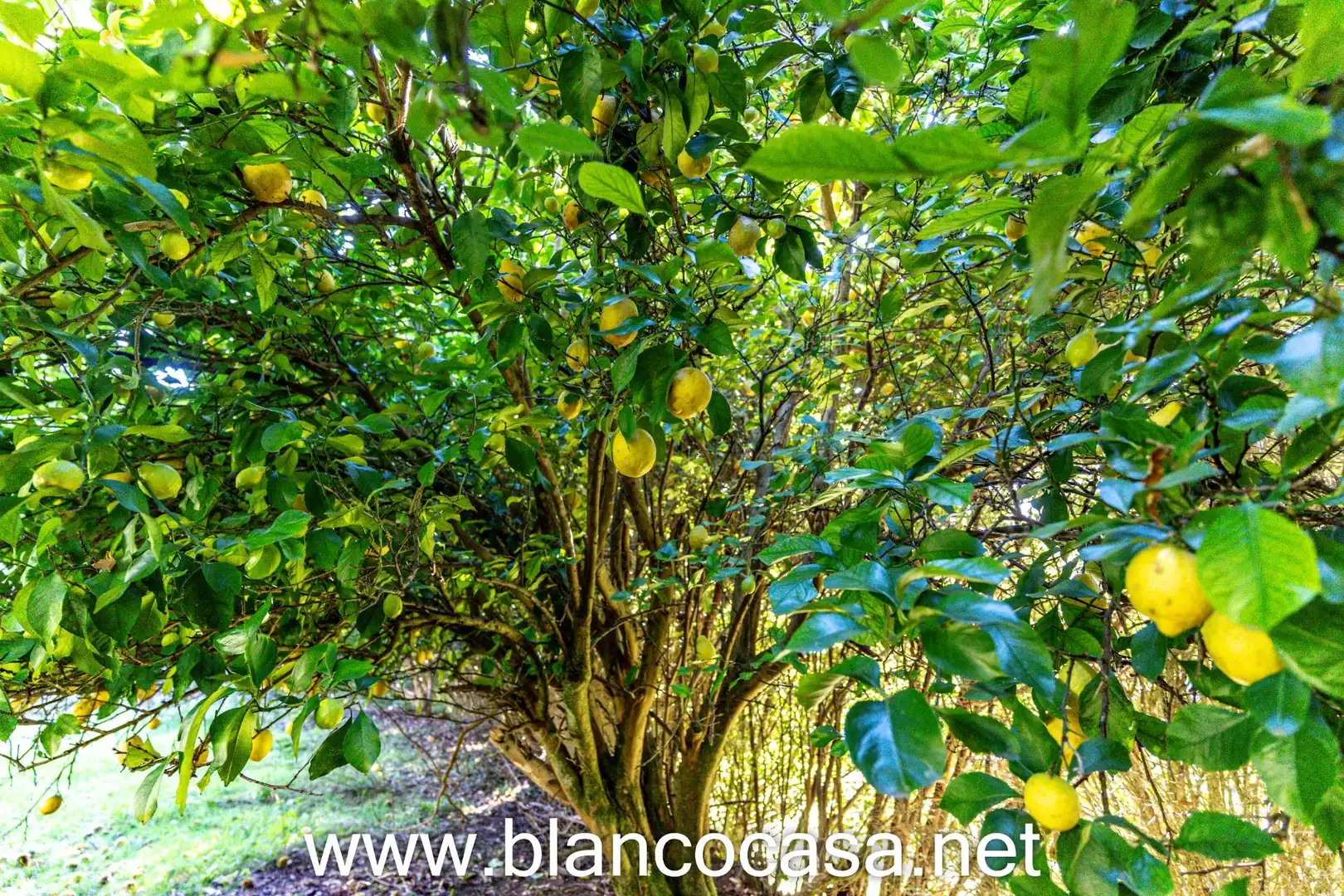 Casa con giardino in vendita a A Laracha, imagen 67