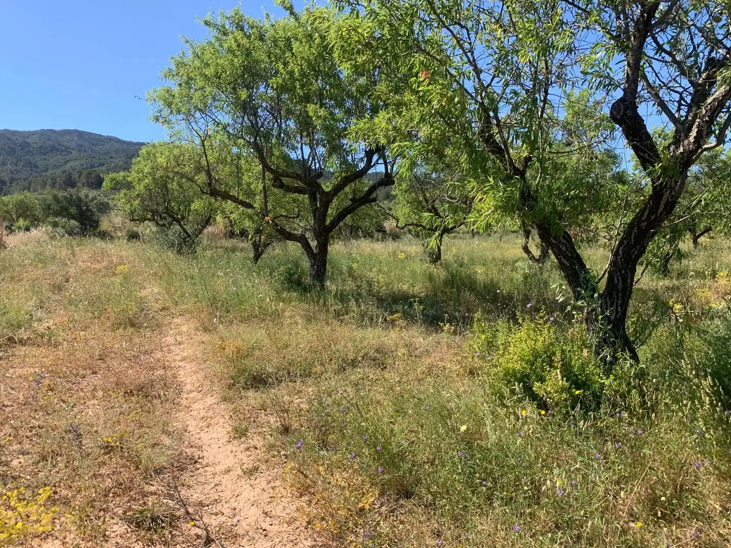 Terreno rustico in vendita a Corbera d'Ebre, imagen 2