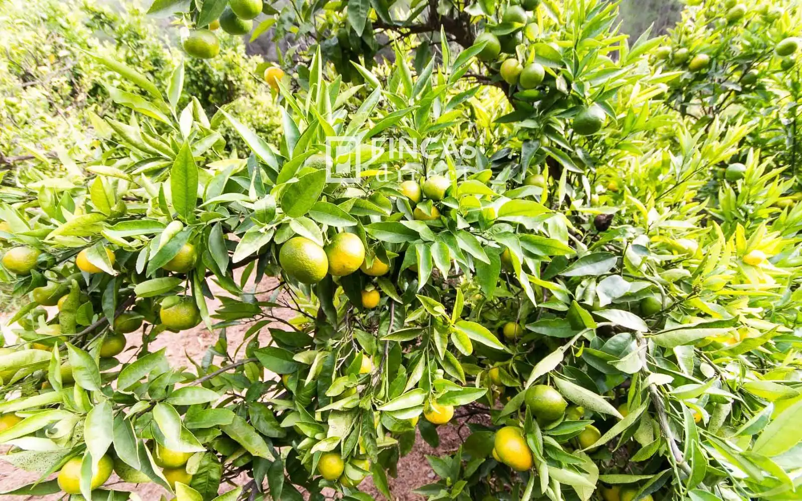 Jardín de Finca rústica en venta en Benifallet con Trastero y Amueblado